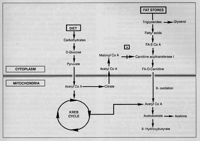 Intermediate Dieting